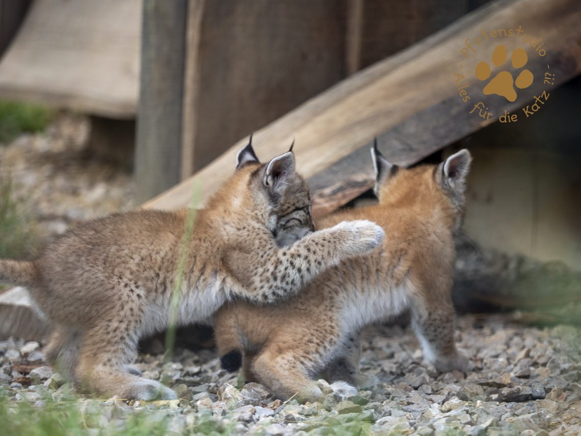 Europ_ischer_Luchs_6250679