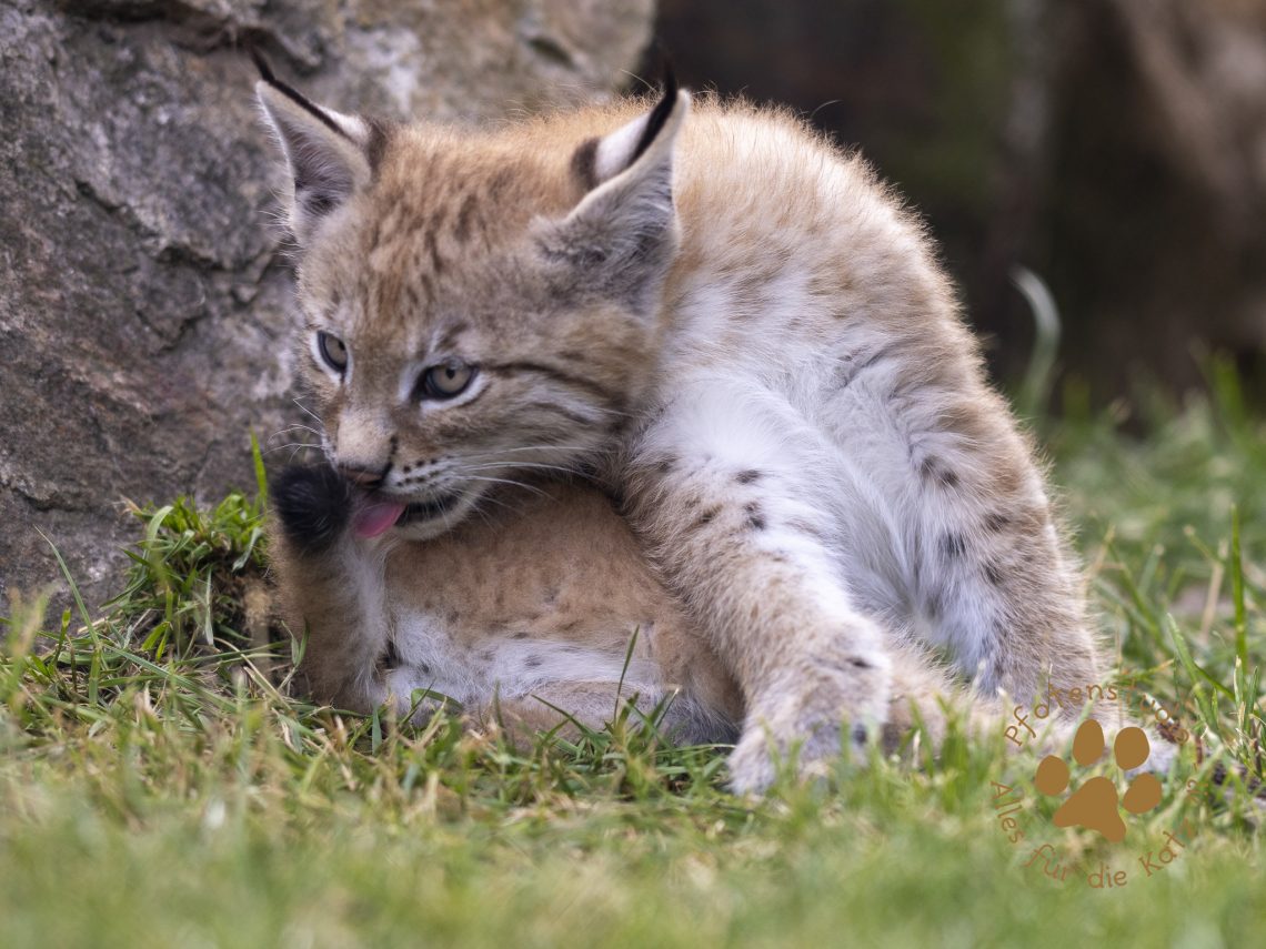 Europ_ischer_Luchs_6250679-2