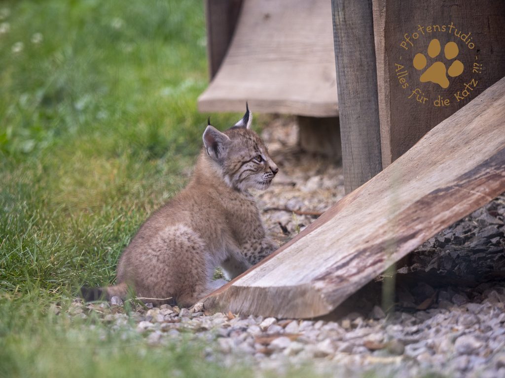 Europ_ischer_Luchs_6250689