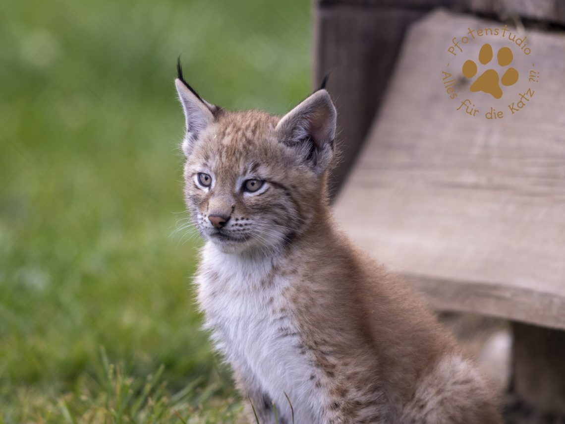 Europ_ischer_Luchs_6250691-2