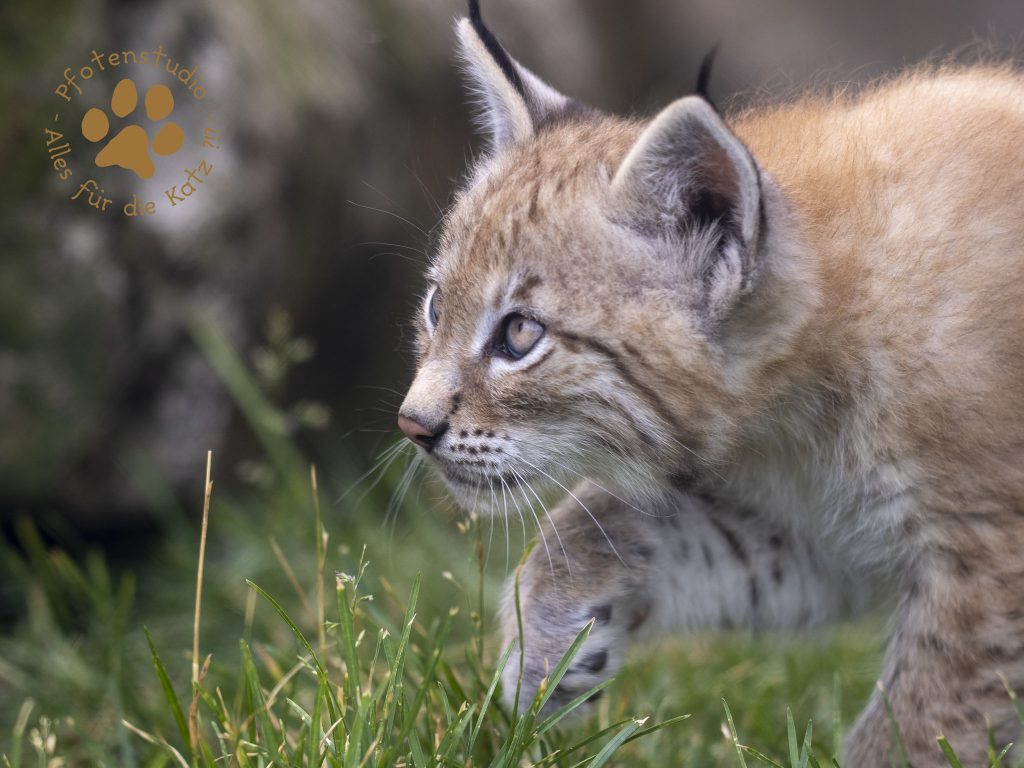Europ_ischer_Luchs_6250699-2