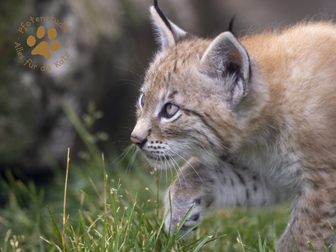 Europ_ischer_Luchs_6250699-2