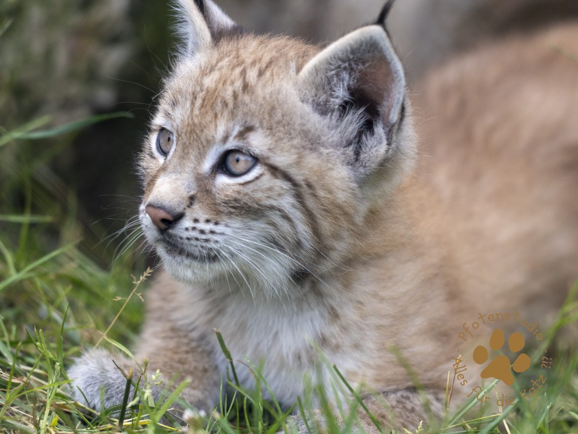 Europ_ischer_Luchs_6250702-2