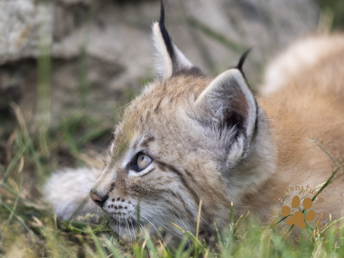 Europ_ischer_Luchs_6250705-2