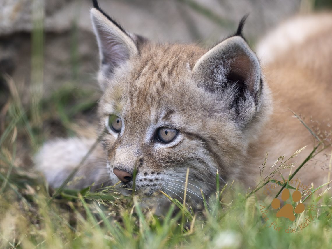 Europ_ischer_Luchs_6250708-2