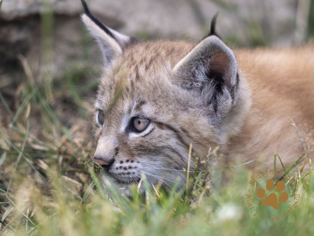 Europ_ischer_Luchs_6250714-2