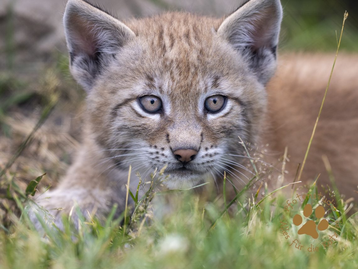 Europ_ischer_Luchs_6250715-2