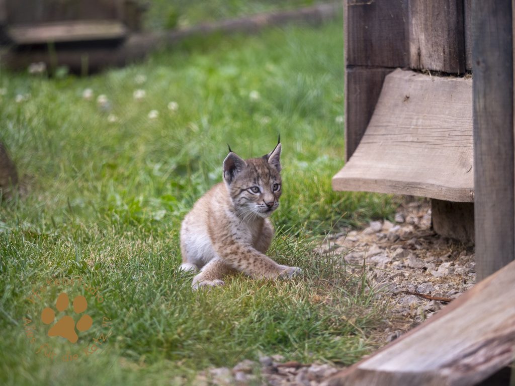 Europ_ischer_Luchs_6250720