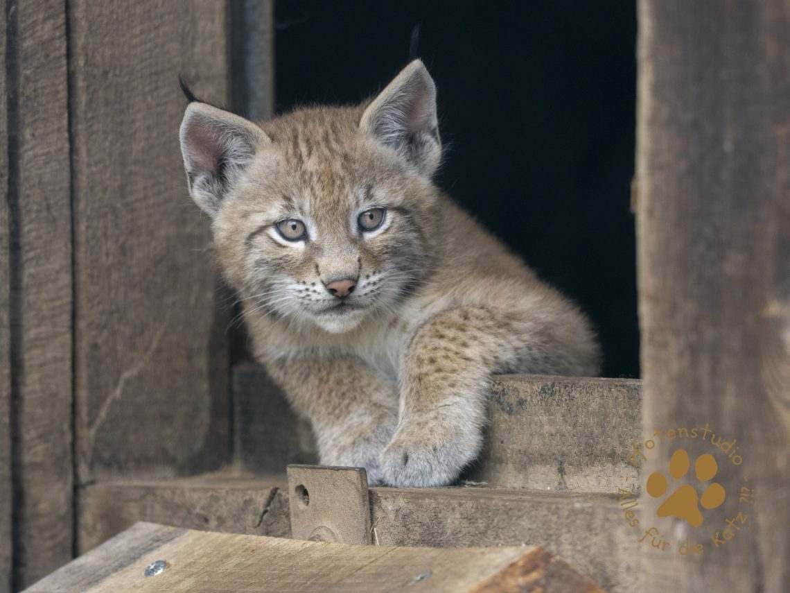 Europ_ischer_Luchs_6250720-2