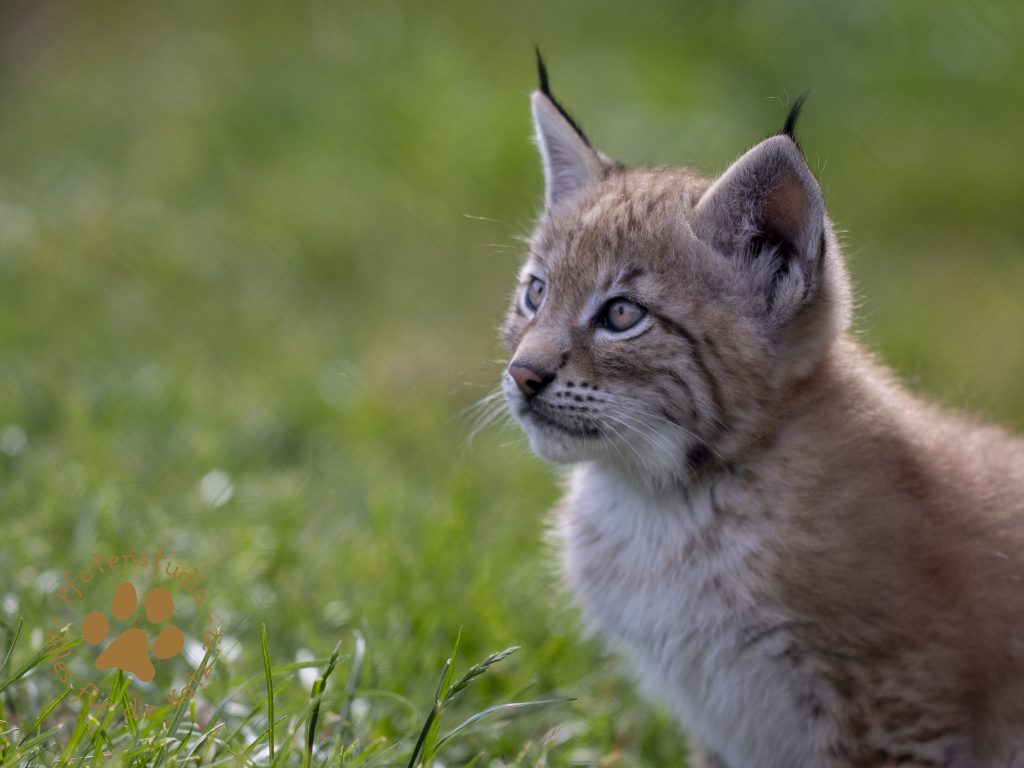 Europ_ischer_Luchs_6250743-2