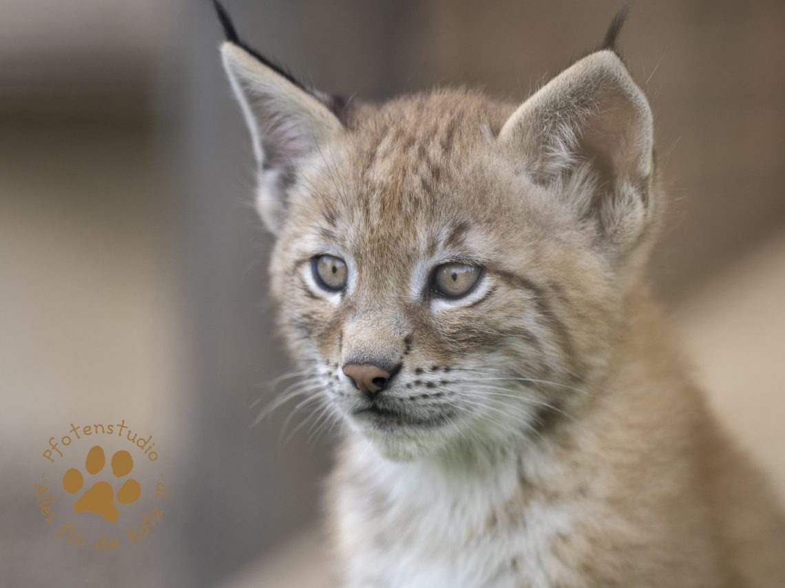 Europ_ischer_Luchs_6250753-2