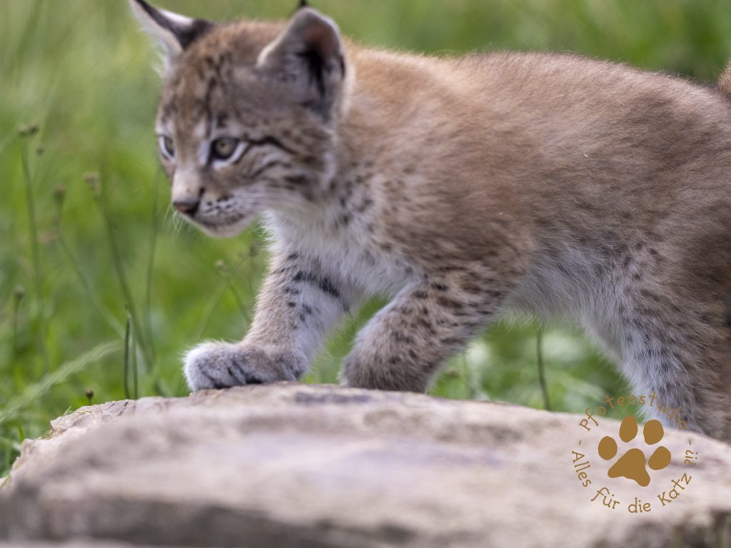 Europ_ischer_Luchs_6250756-2