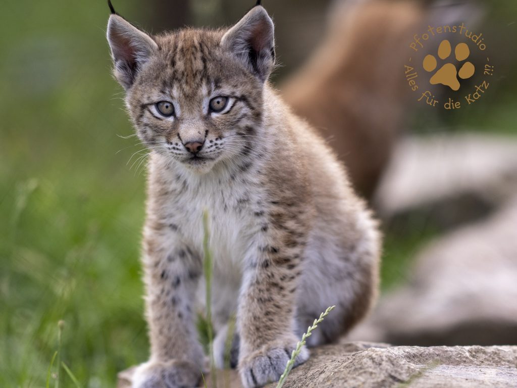 Europ_ischer_Luchs_6250758-2