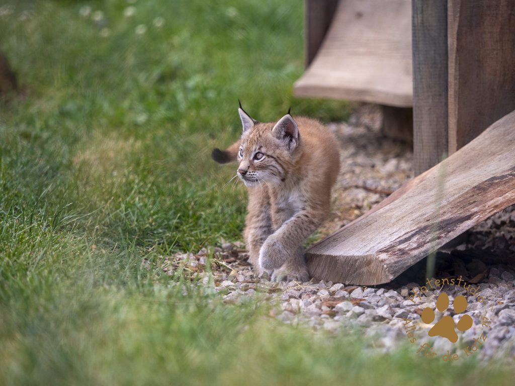 Europ_ischer_Luchs_6250788