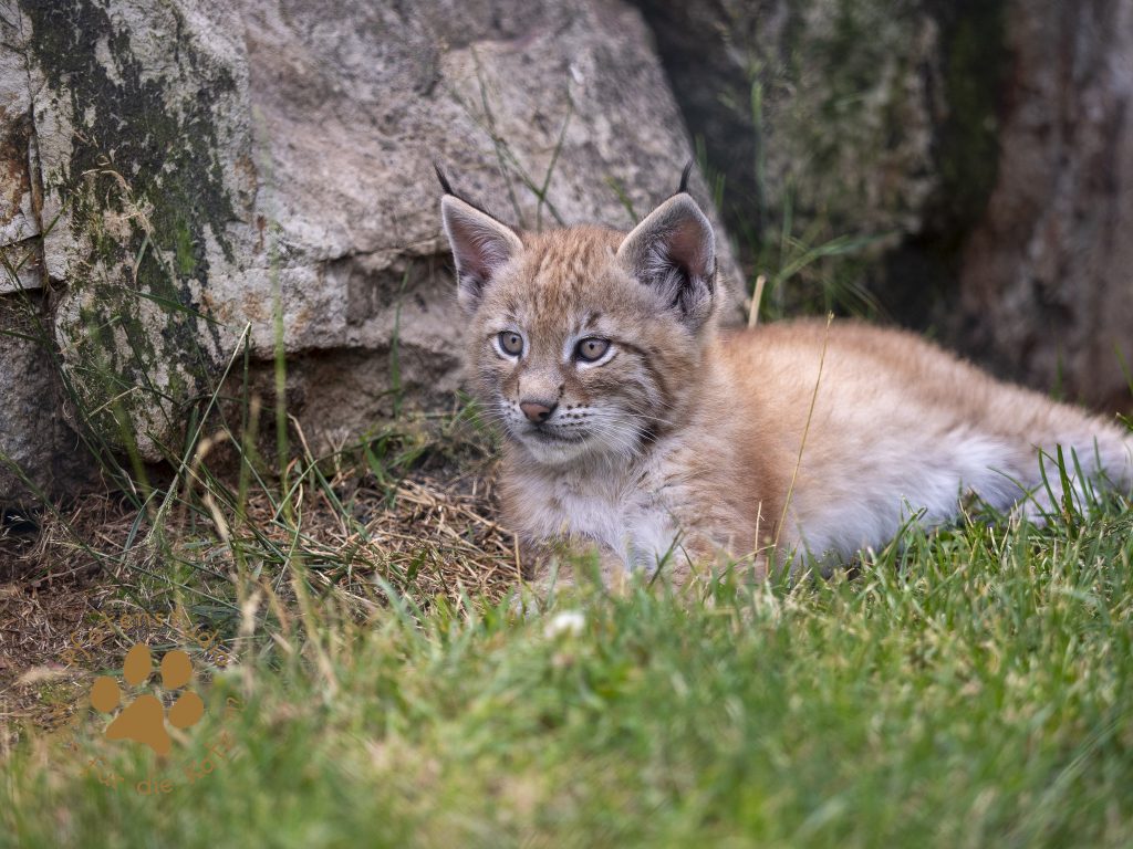 Europ_ischer_Luchs_6250801