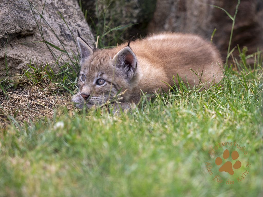 Europ_ischer_Luchs_6250828
