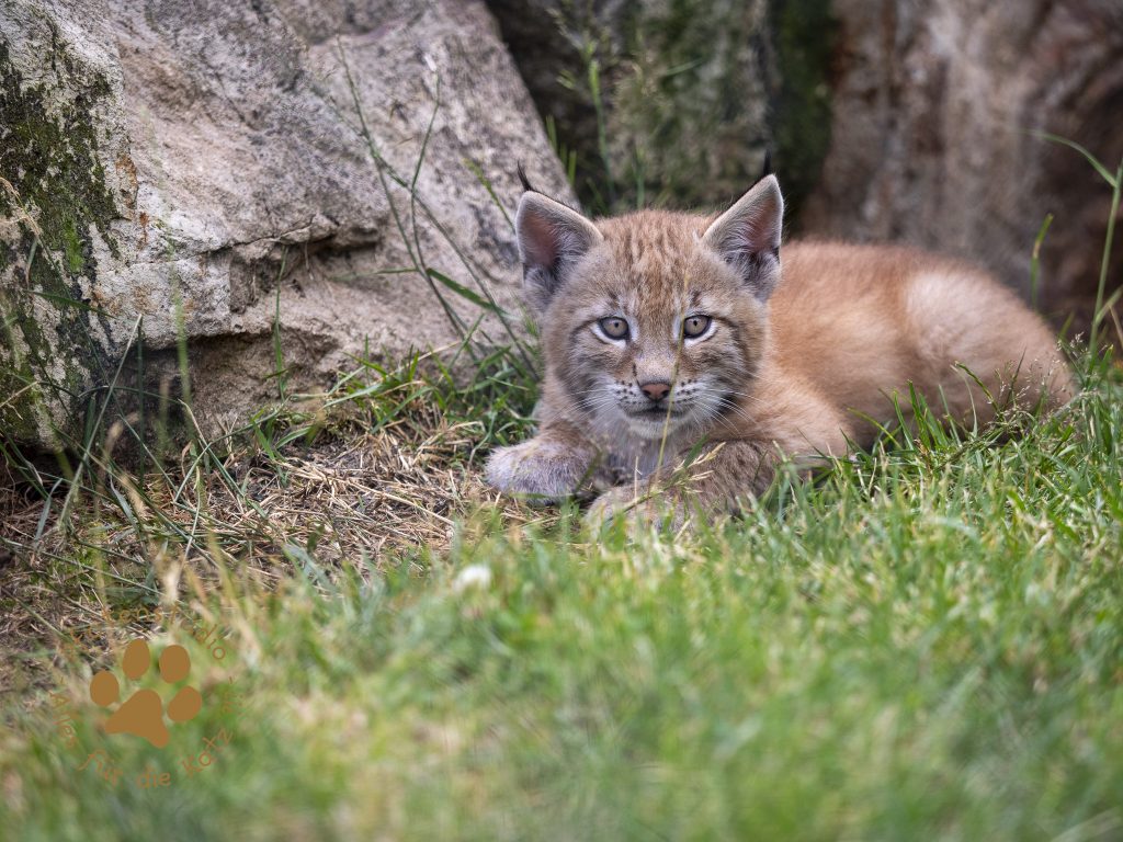 Europ_ischer_Luchs_6250839