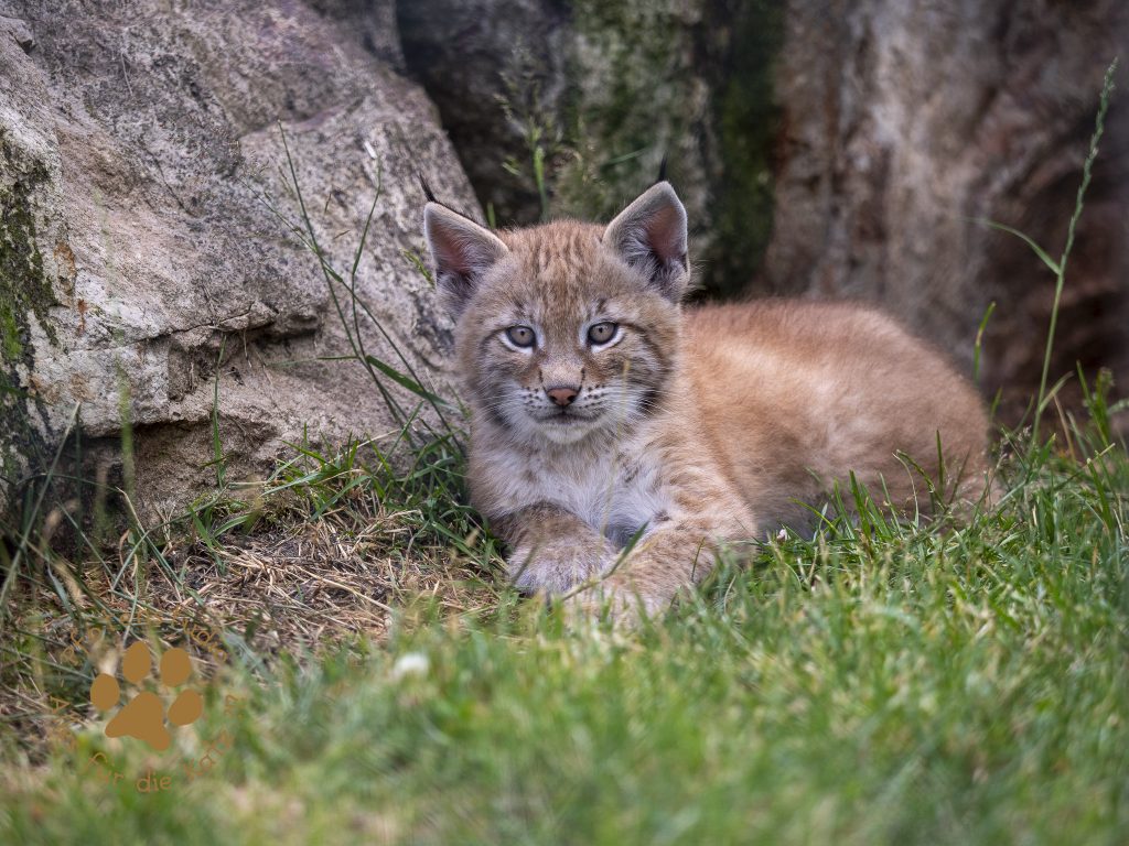 Europ_ischer_Luchs_6250848