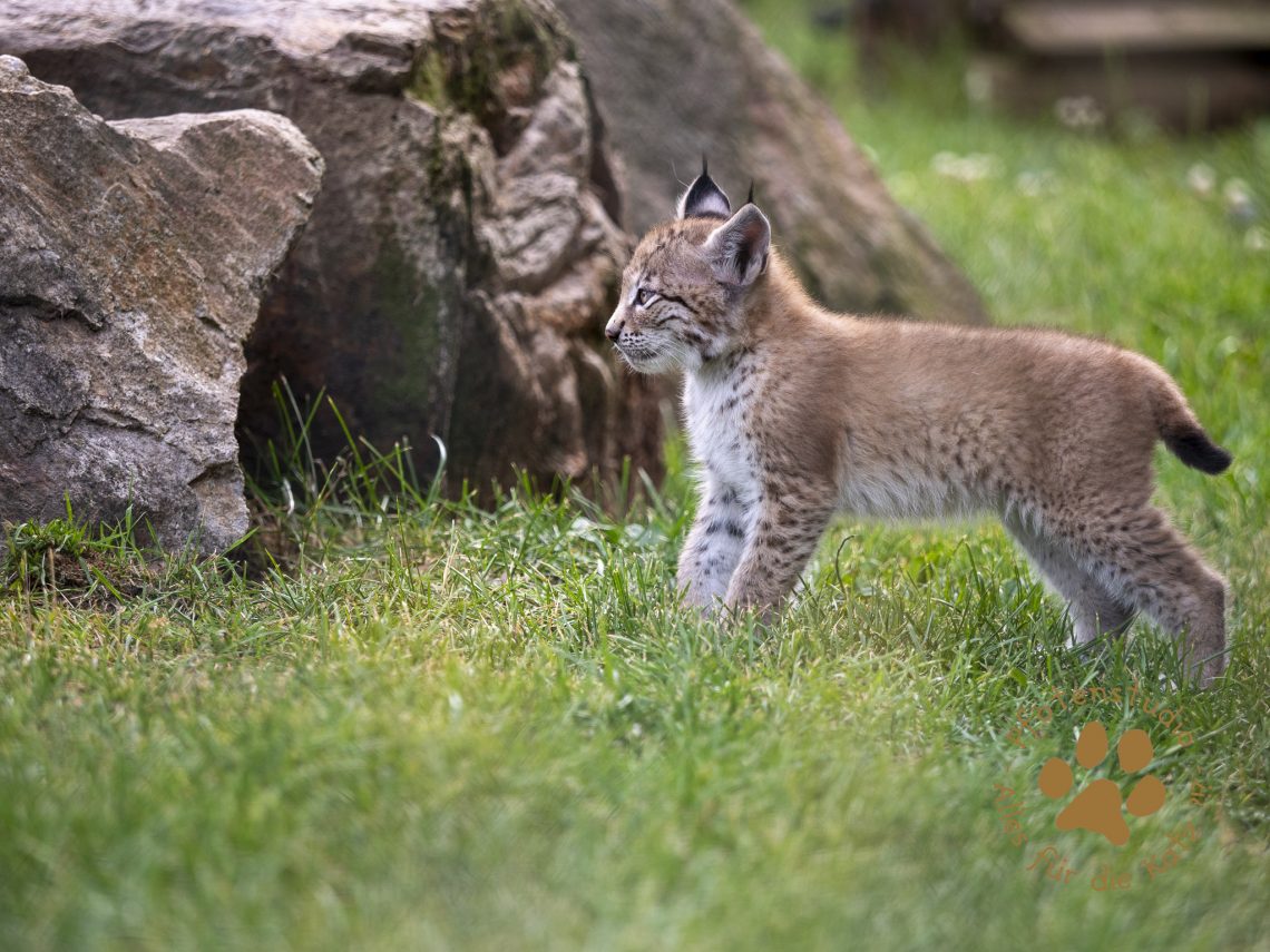Europ_ischer_Luchs_6250871