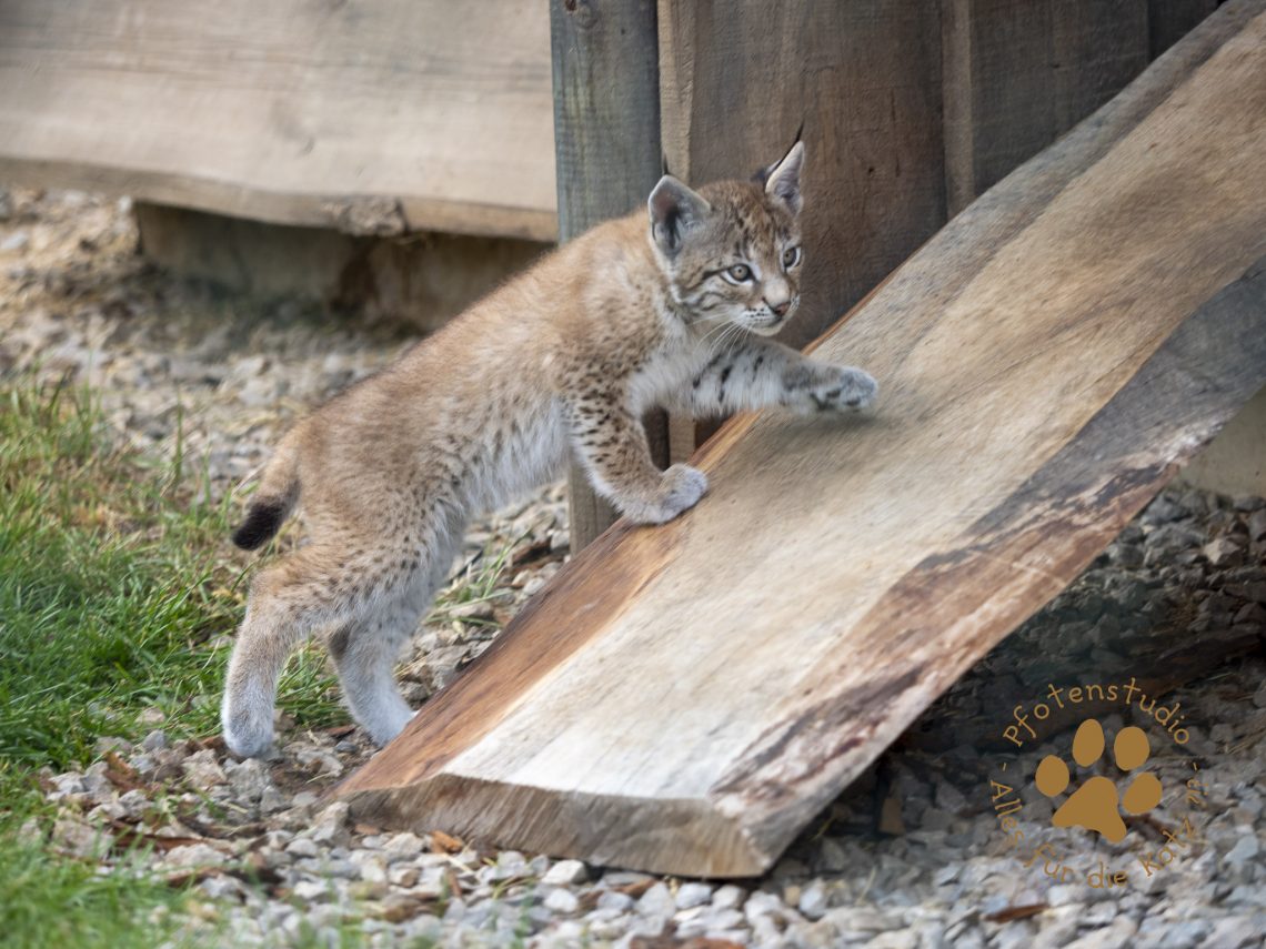 Europ_ischer_Luchs_6250967