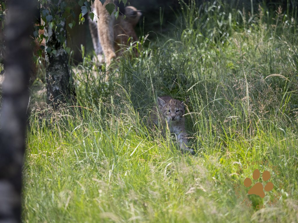 Europ_ischer_Luchs_6260331