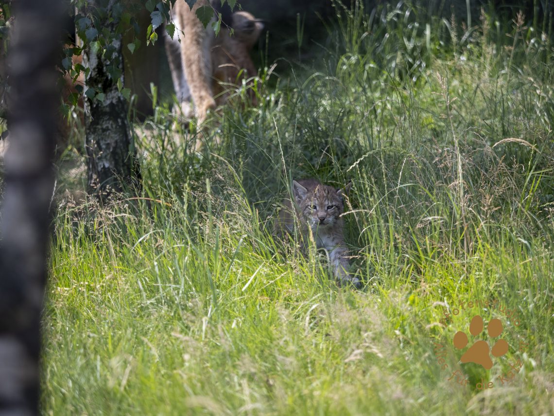 Europ_ischer_Luchs_6260331