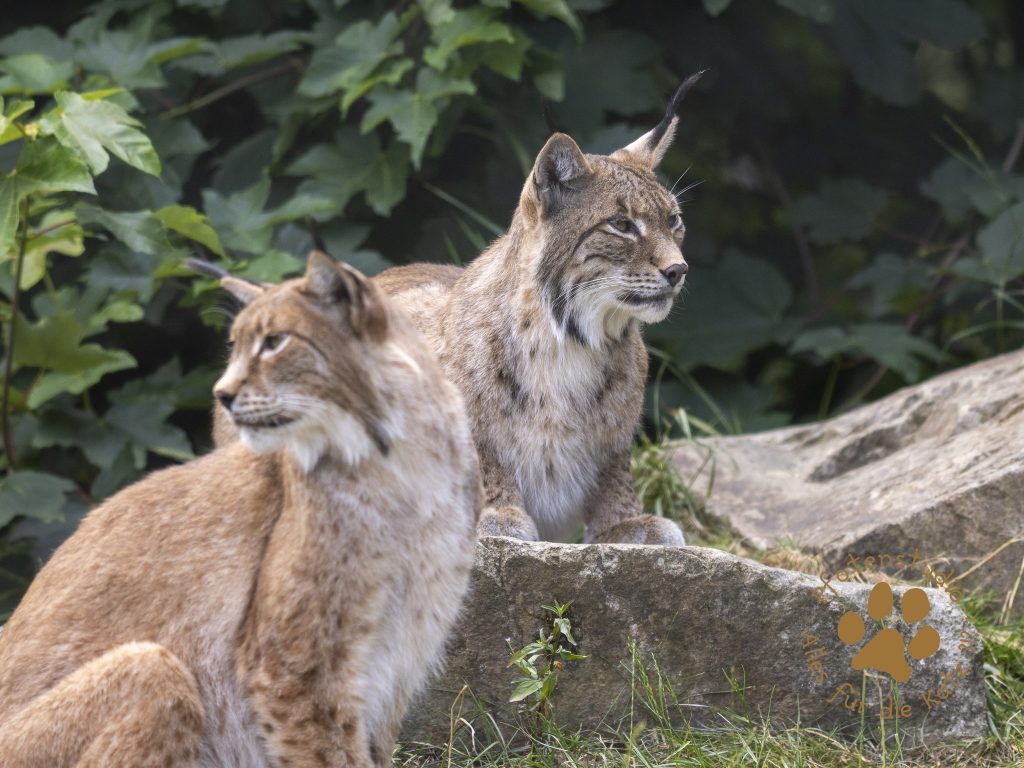 Europ_ischer_Luchs_6260348