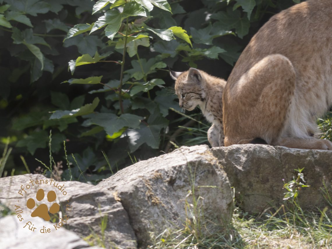 Europ_ischer_Luchs_6260375