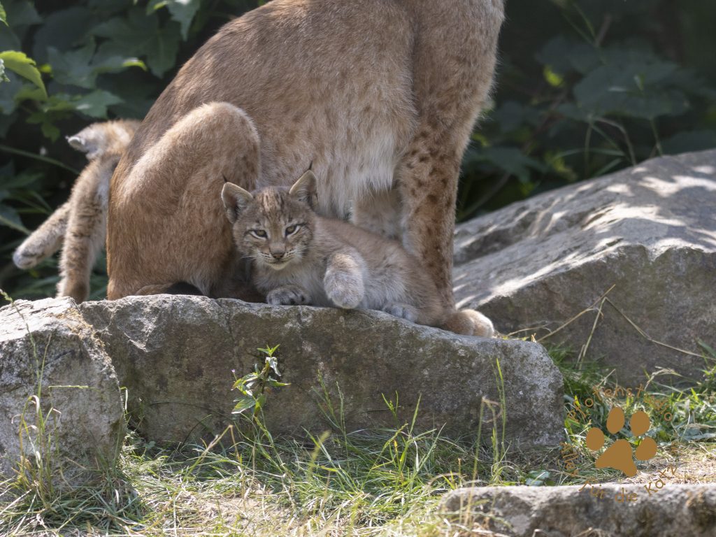Europ_ischer_Luchs_6260385
