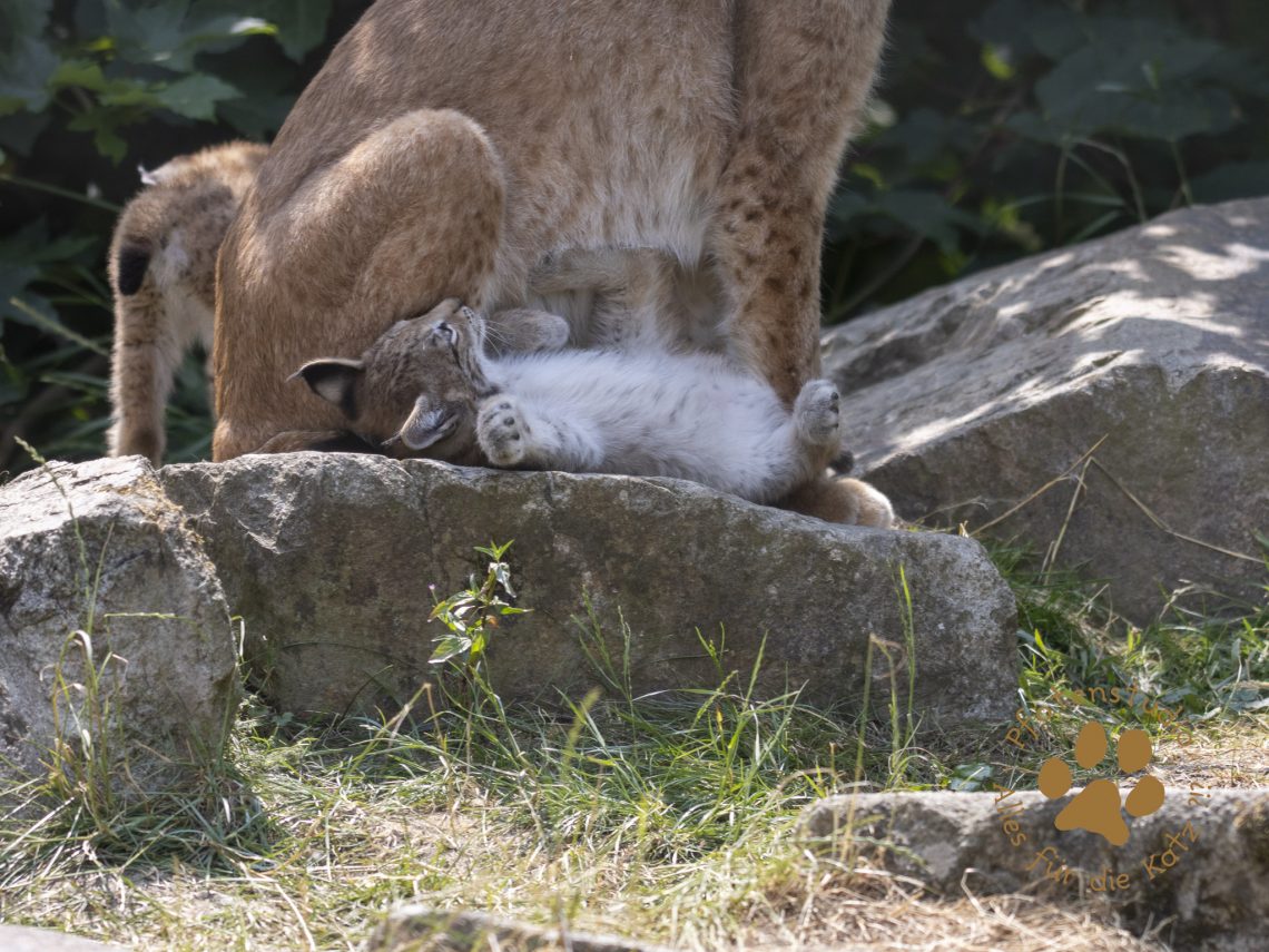 Europ_ischer_Luchs_6260387