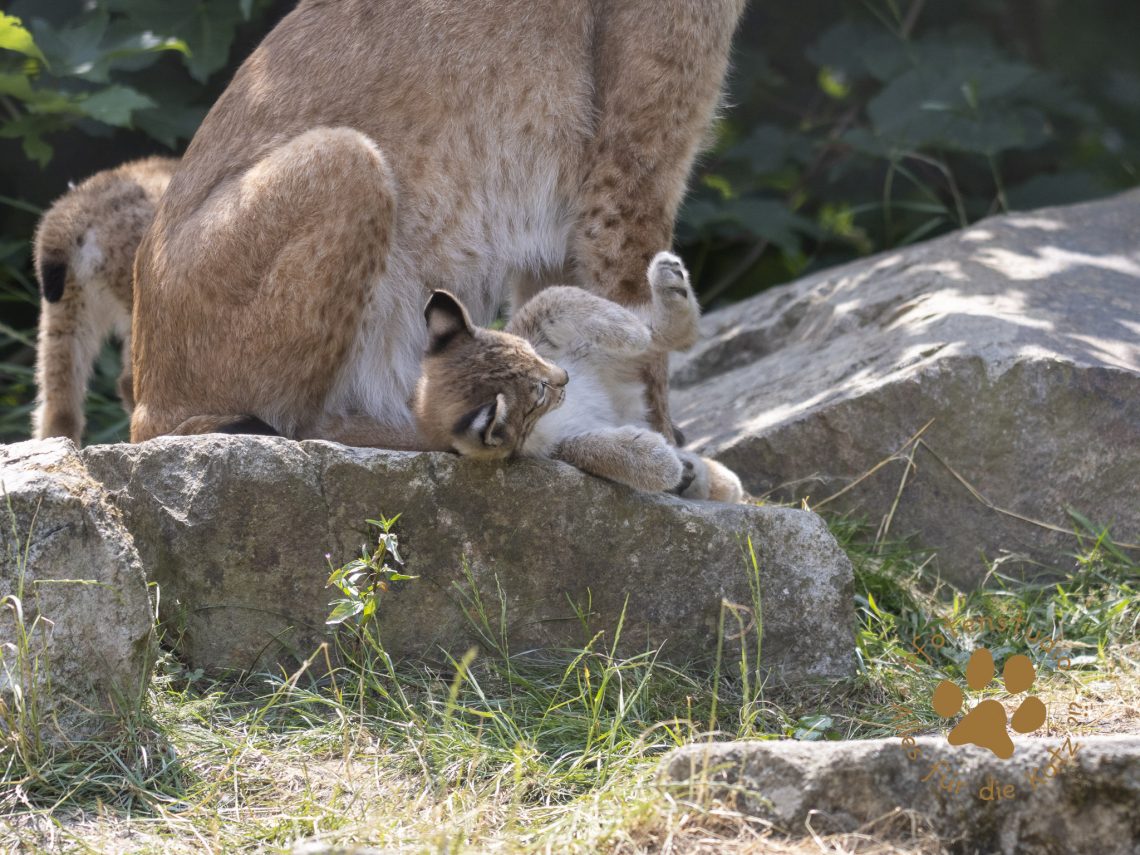 Europ_ischer_Luchs_6260389
