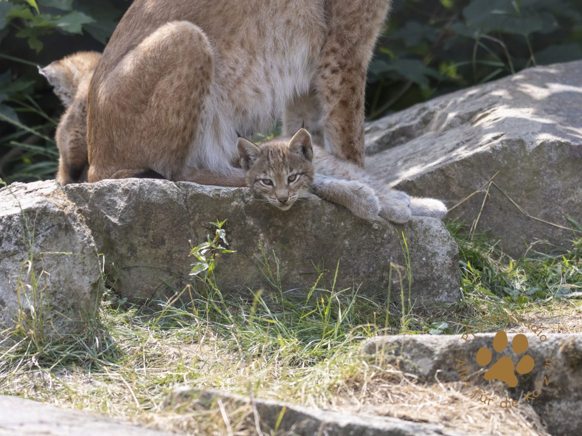 Europ_ischer_Luchs_6260396