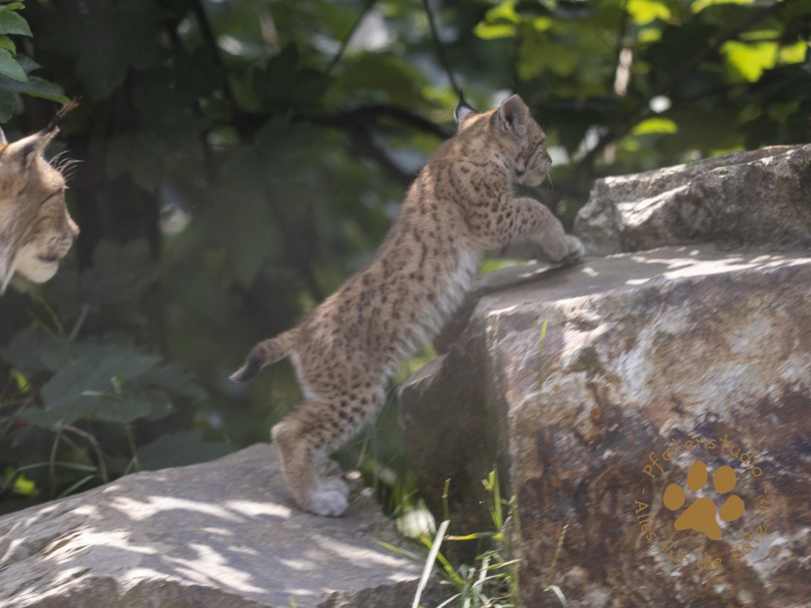Europ_ischer_Luchs_6260404