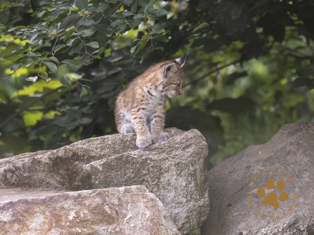 Europ_ischer_Luchs_6260417