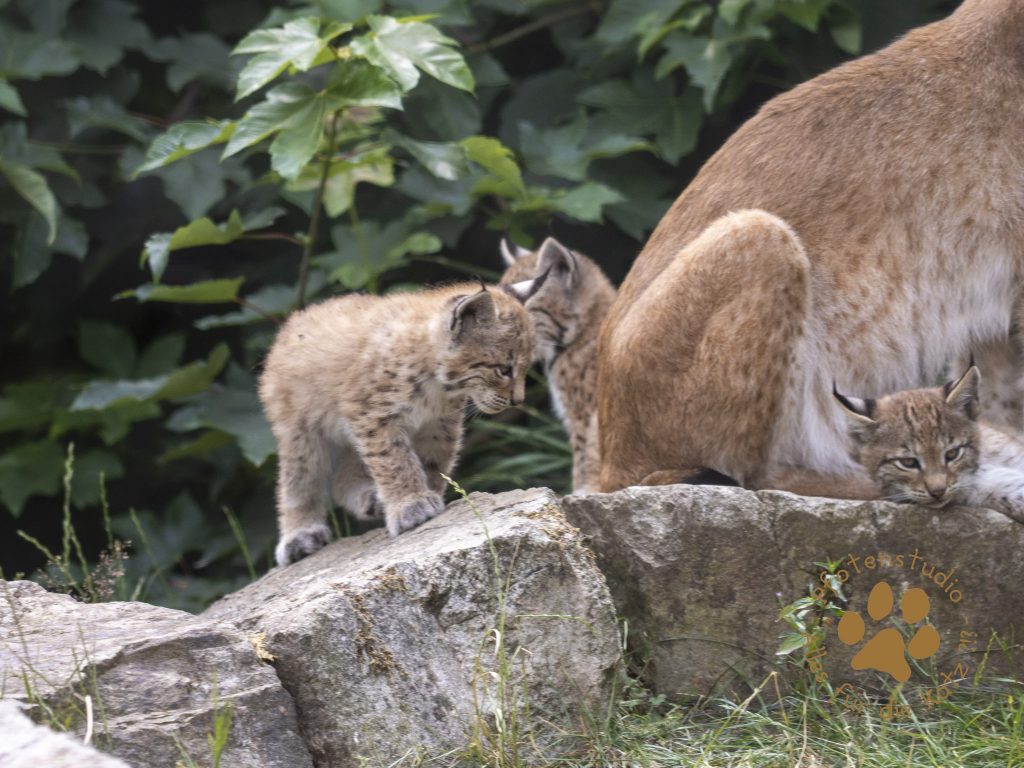 Europ_ischer_Luchs_6260422