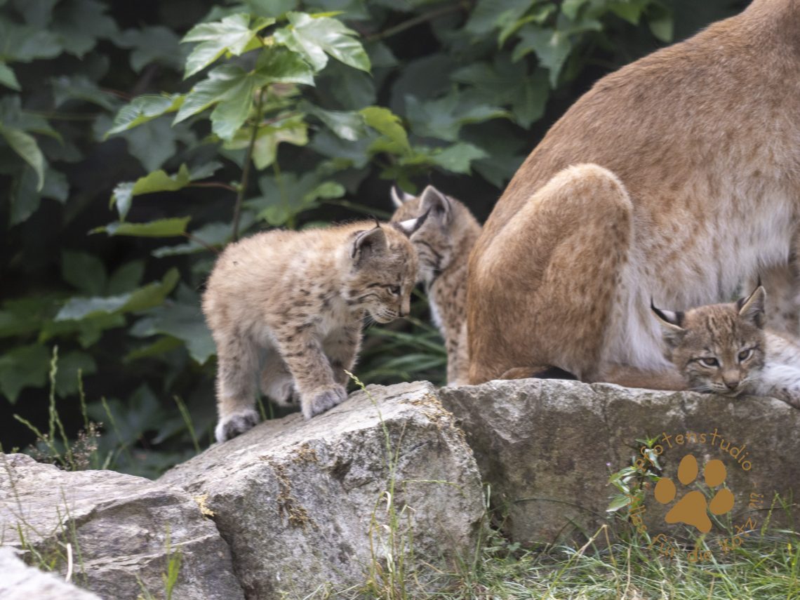 Europ_ischer_Luchs_6260422