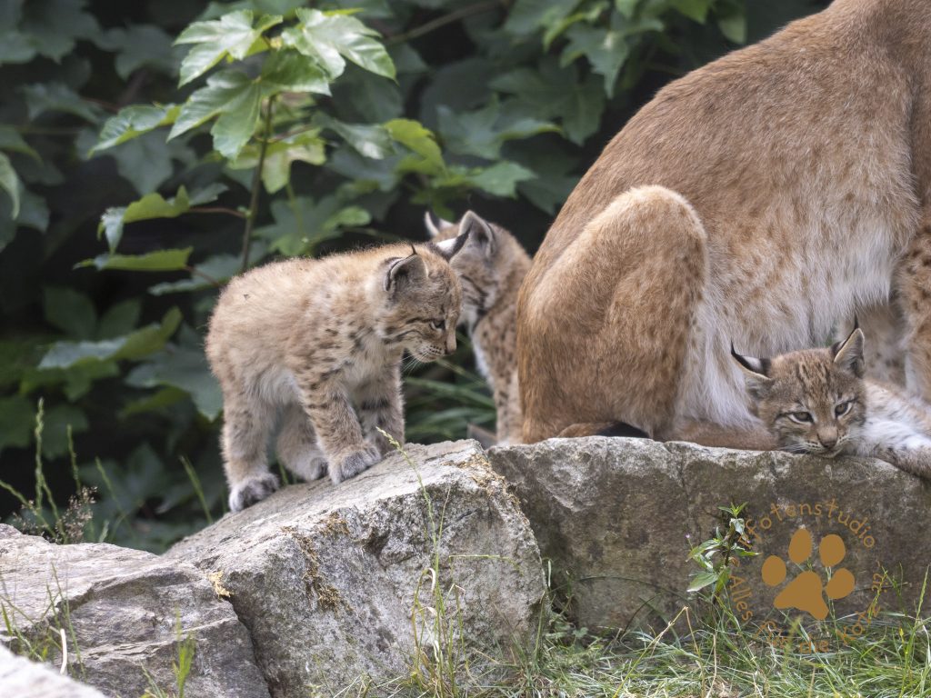 Europ_ischer_Luchs_6260423
