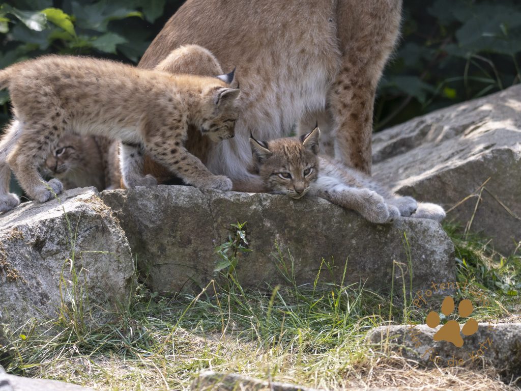 Europ_ischer_Luchs_6260424