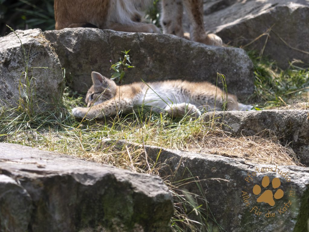 Europ_ischer_Luchs_6260463