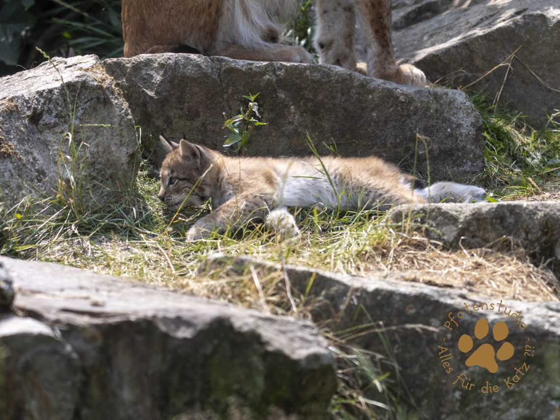 Europ_ischer_Luchs_6260465