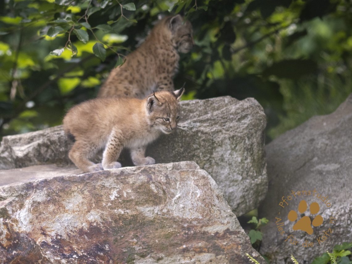 Europ_ischer_Luchs_6260485