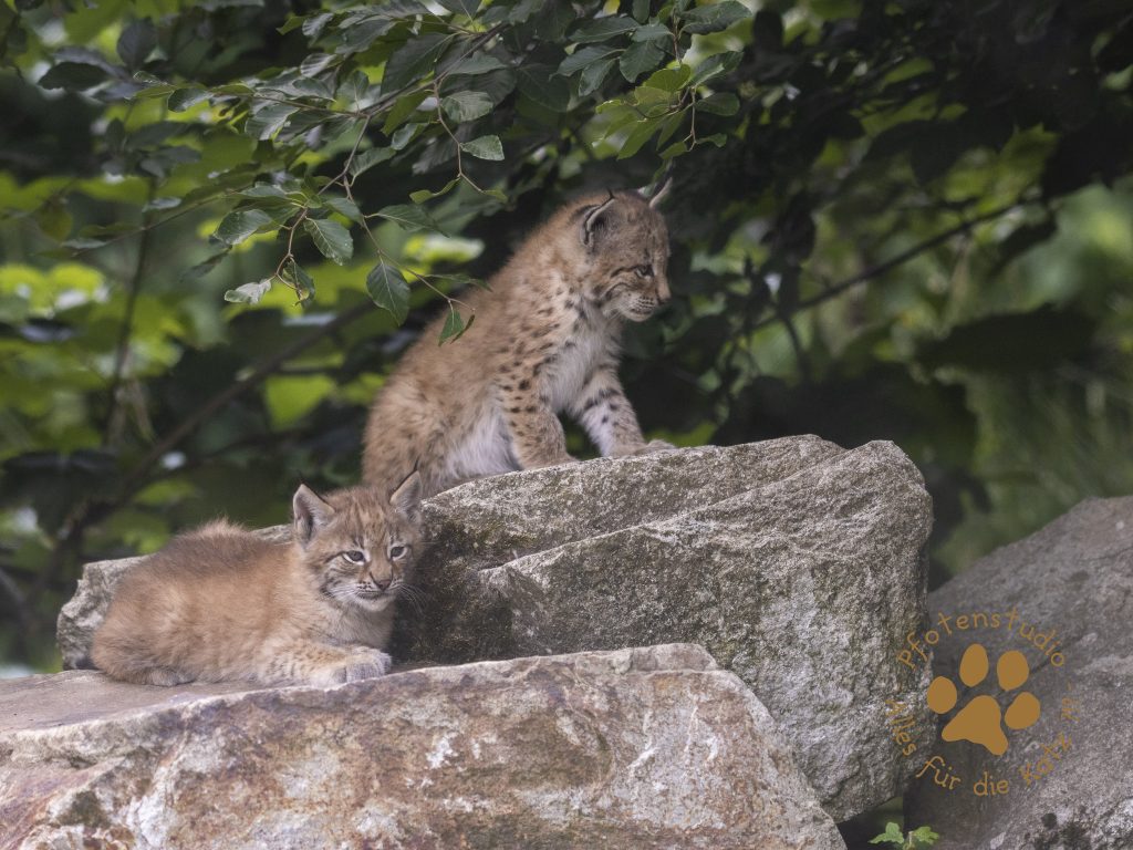Europ_ischer_Luchs_6260493