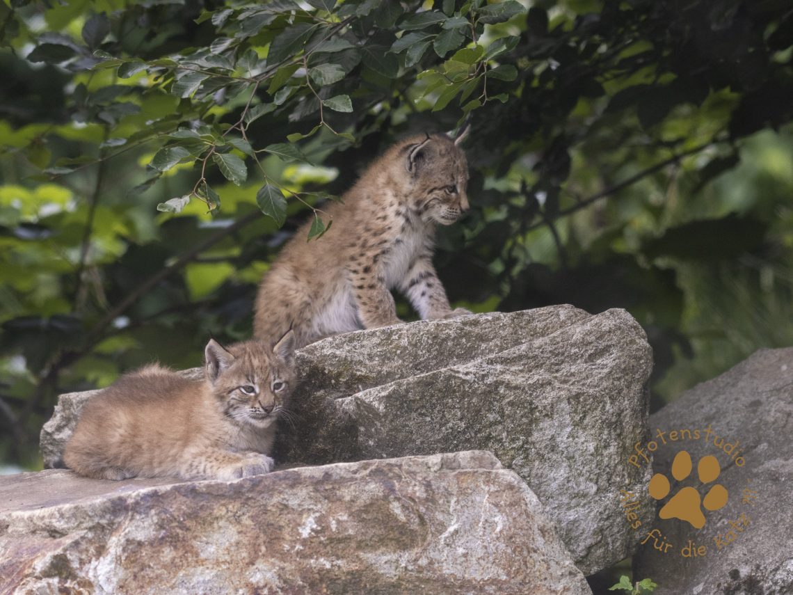 Europ_ischer_Luchs_6260493