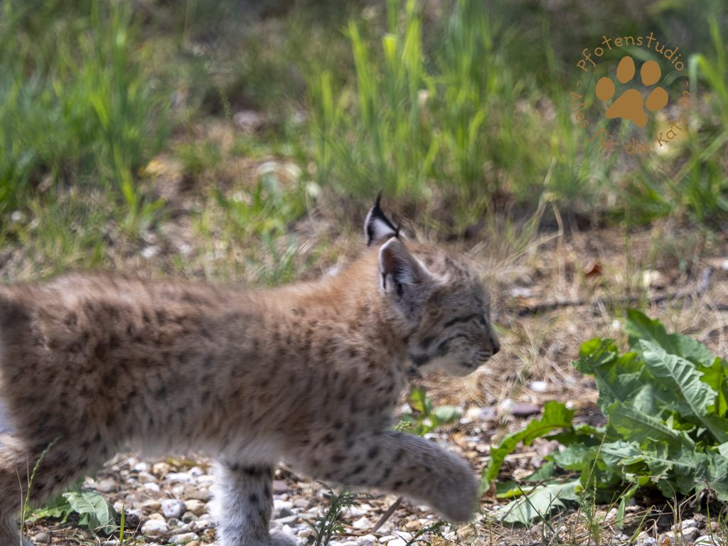Europ_ischer_Luchs_6260506