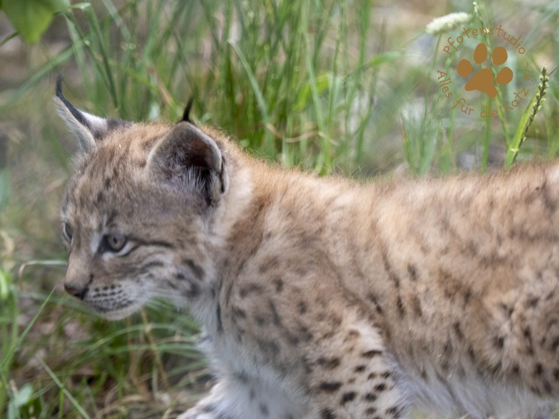 Europ_ischer_Luchs_6260518
