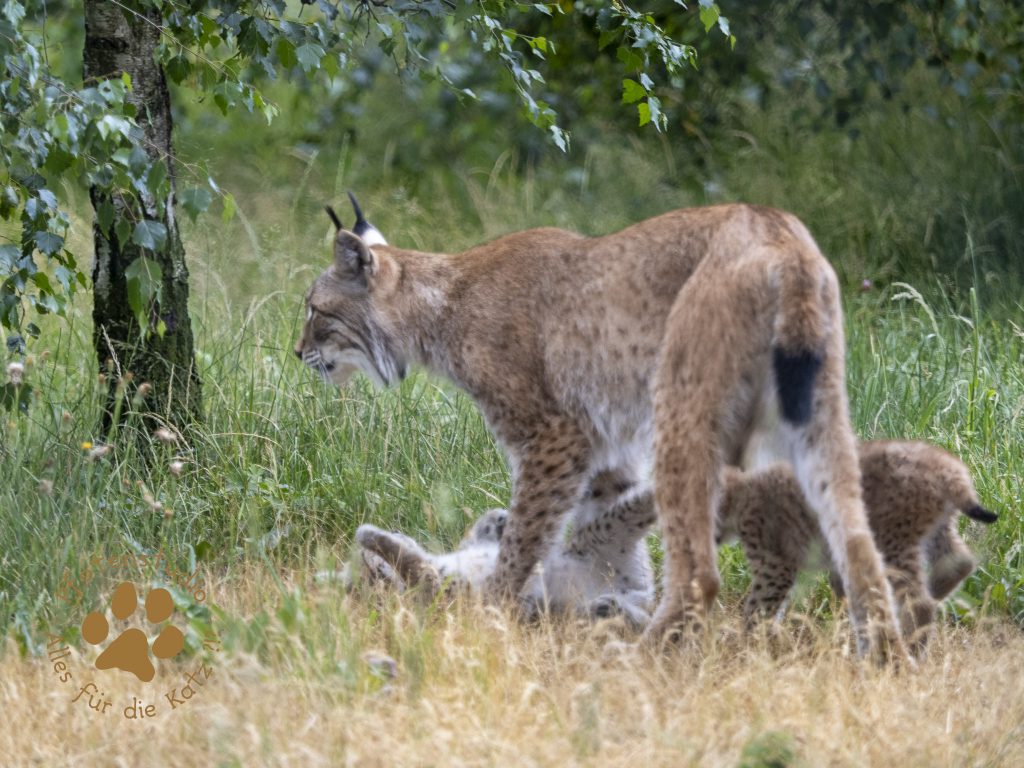 Europ_ischer_Luchs_6260564