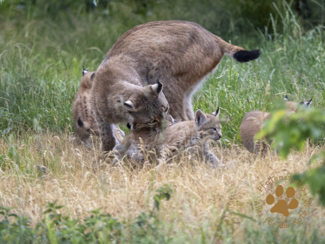 Europ_ischer_Luchs_6260595