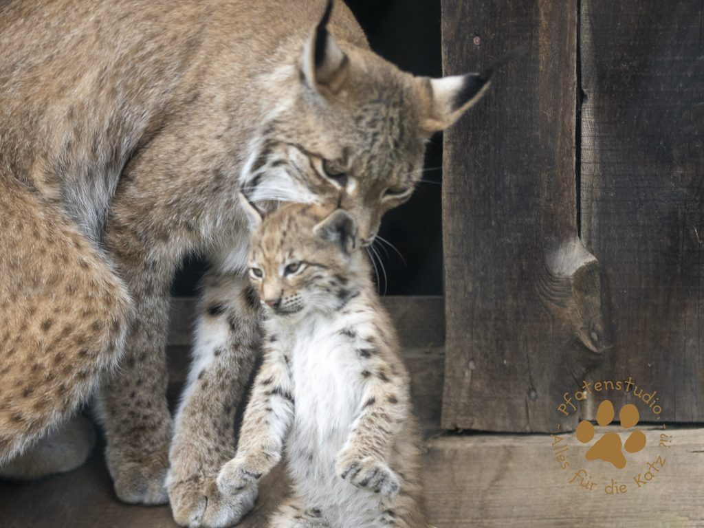 Europ_ischer_Luchs_6260635