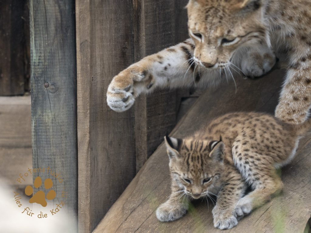 Europ_ischer_Luchs_6260654