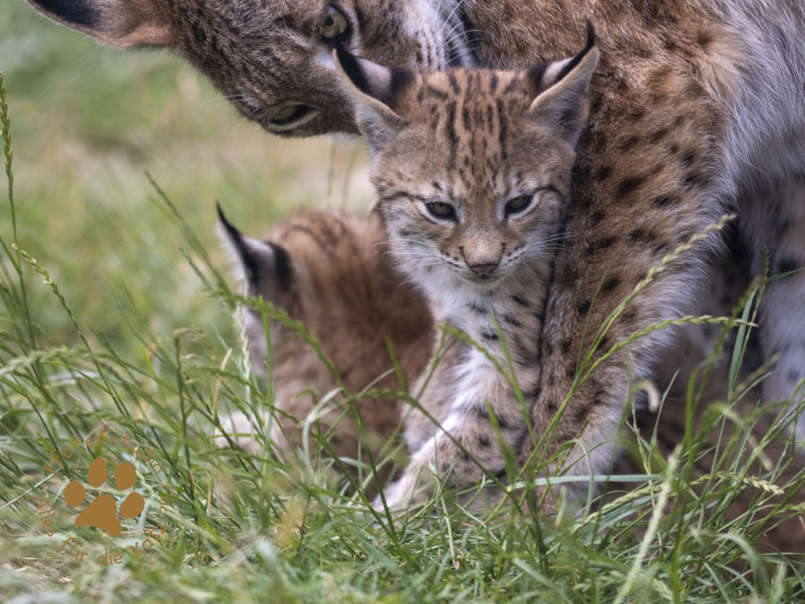Europ_ischer_Luchs_6260683